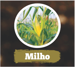 Milho